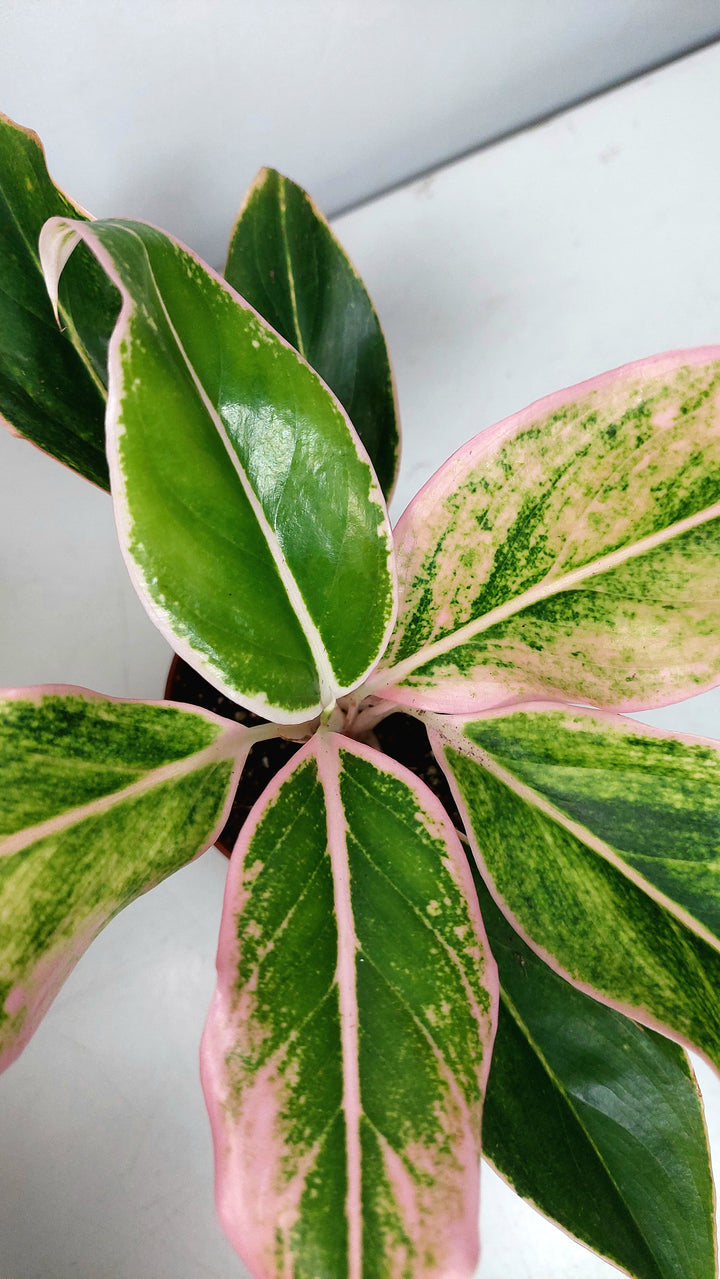 Aglaonema Specail