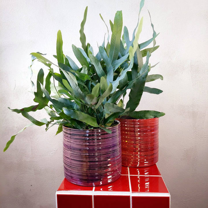 Mimesis Ceramic Didi Pearl Pink