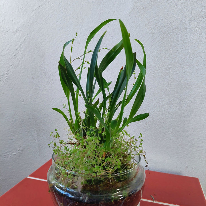 Plant.Studio  'Phil' Terrarium