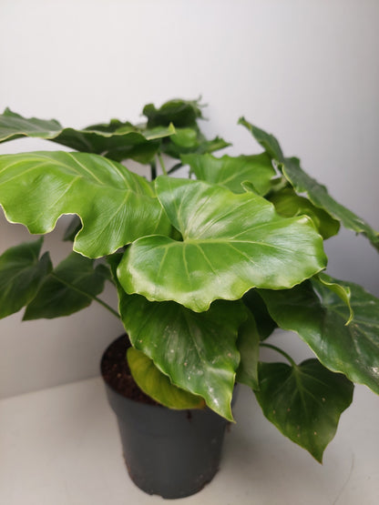 Philodendron ‘Shangri-La’