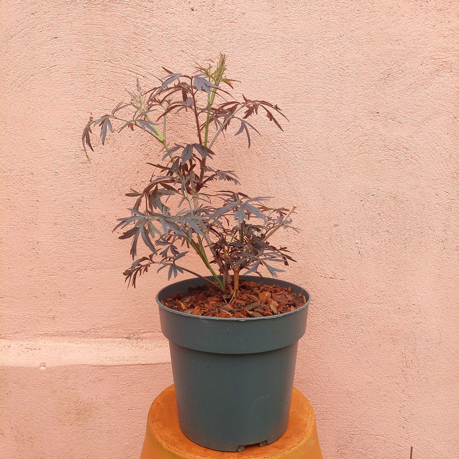 black lace plant in a pot Sambucus 'Black Lace' – Hardy Elderberry Shrub with Dark Foliage – Plant Studio