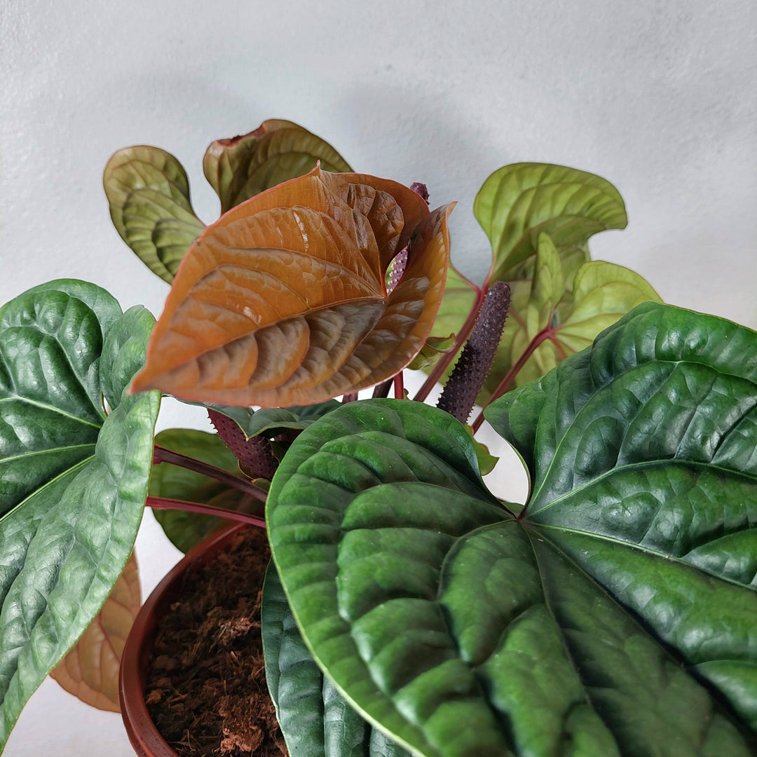 anthurium radicans australia Anthurium radicans × luxurians – Quilted Hybrid Anthurium