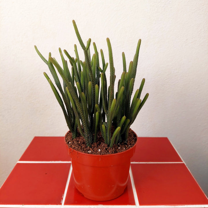 Crassula muscosa 'Harmony in Green' - Watch Chain Plant