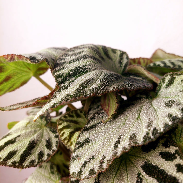 Begonia Silver Jewel