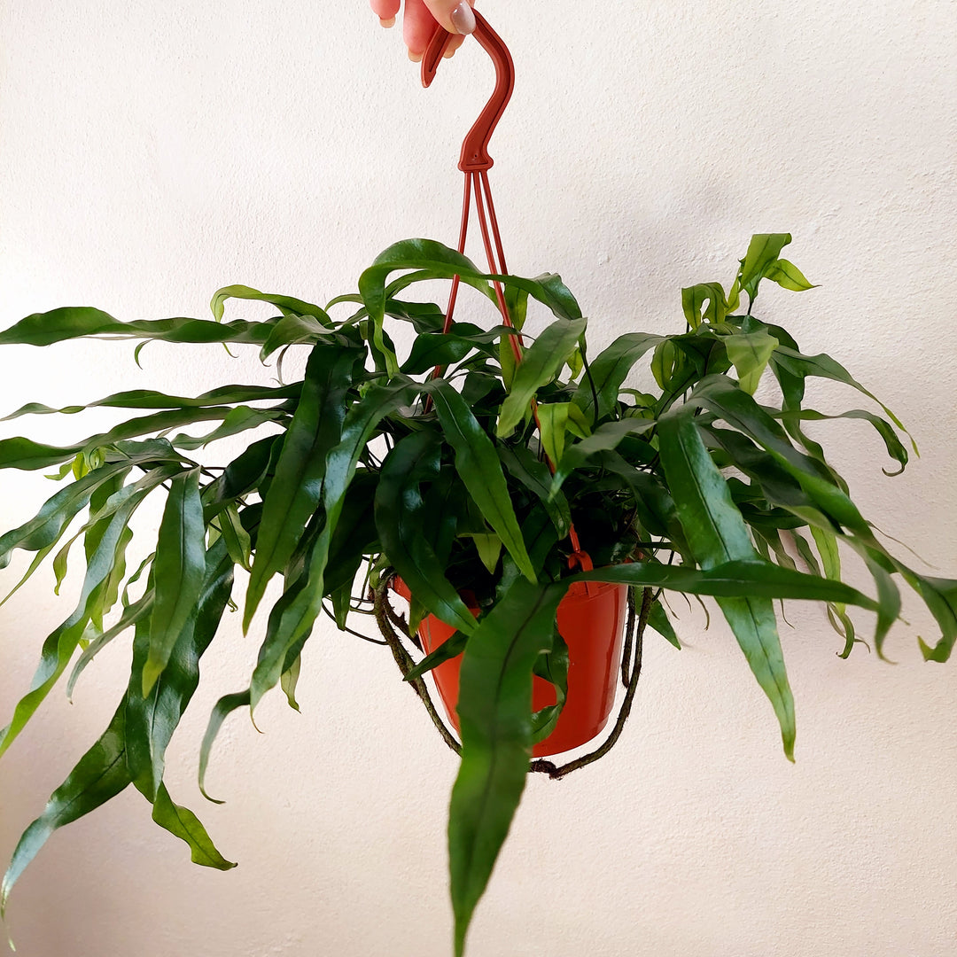 Microsorum diversifolium - Kangaroo Paw Fern