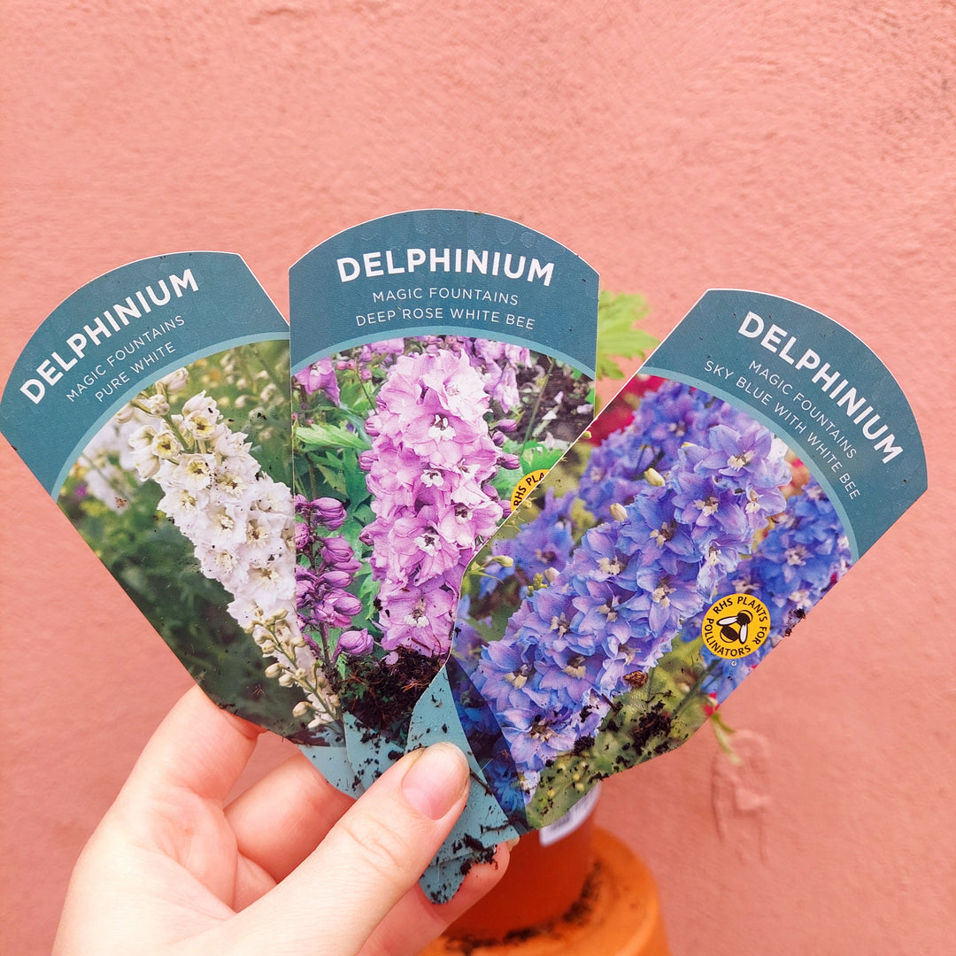 Delphinium lucky dip -UK Grown