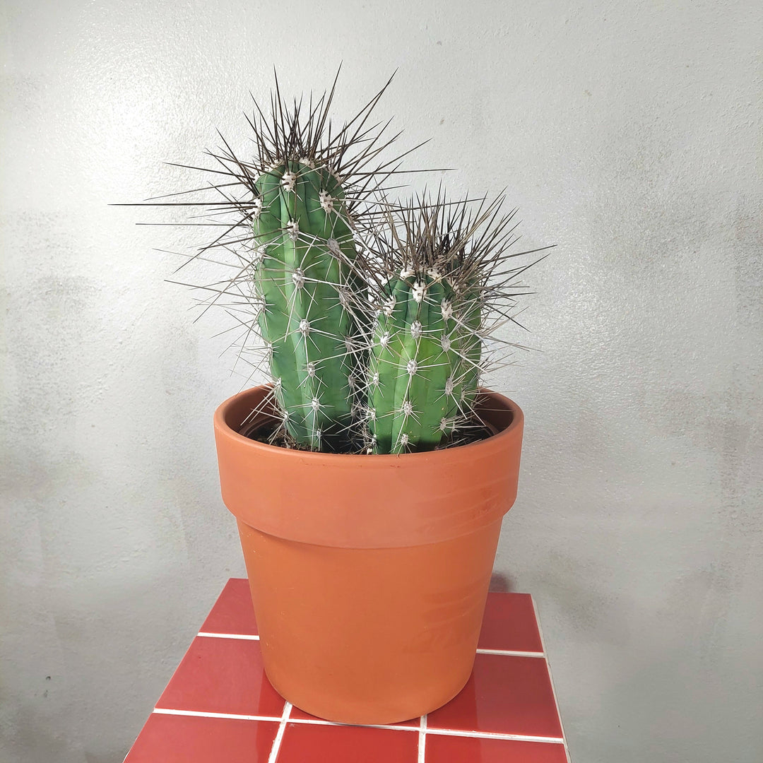 Stetsonia coryne (Toothpick Cactus) in Terracotta