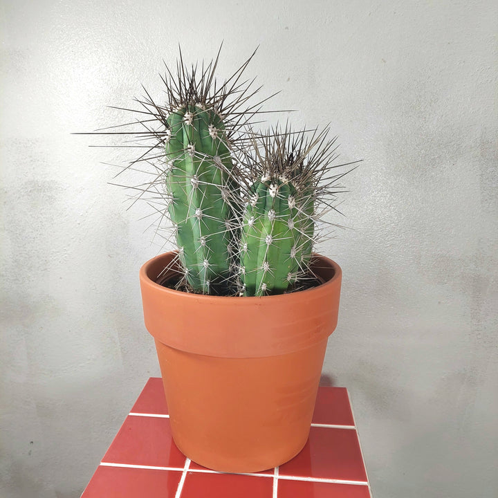 Stetsonia coryne (Toothpick Cactus) in Terracotta