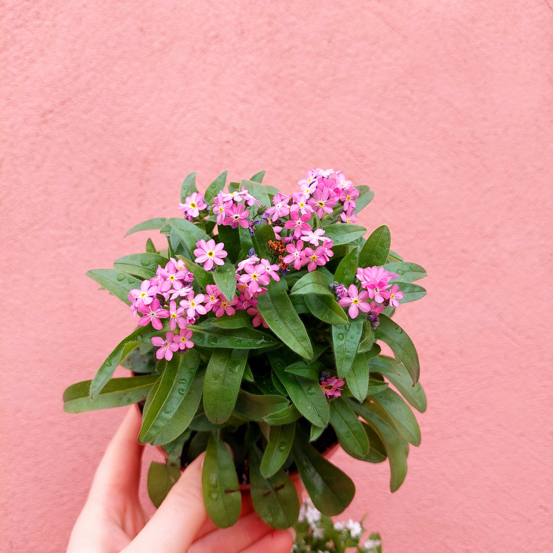 forget me not 'Mon Amie'-Myosotis sylvatica lucky Dip