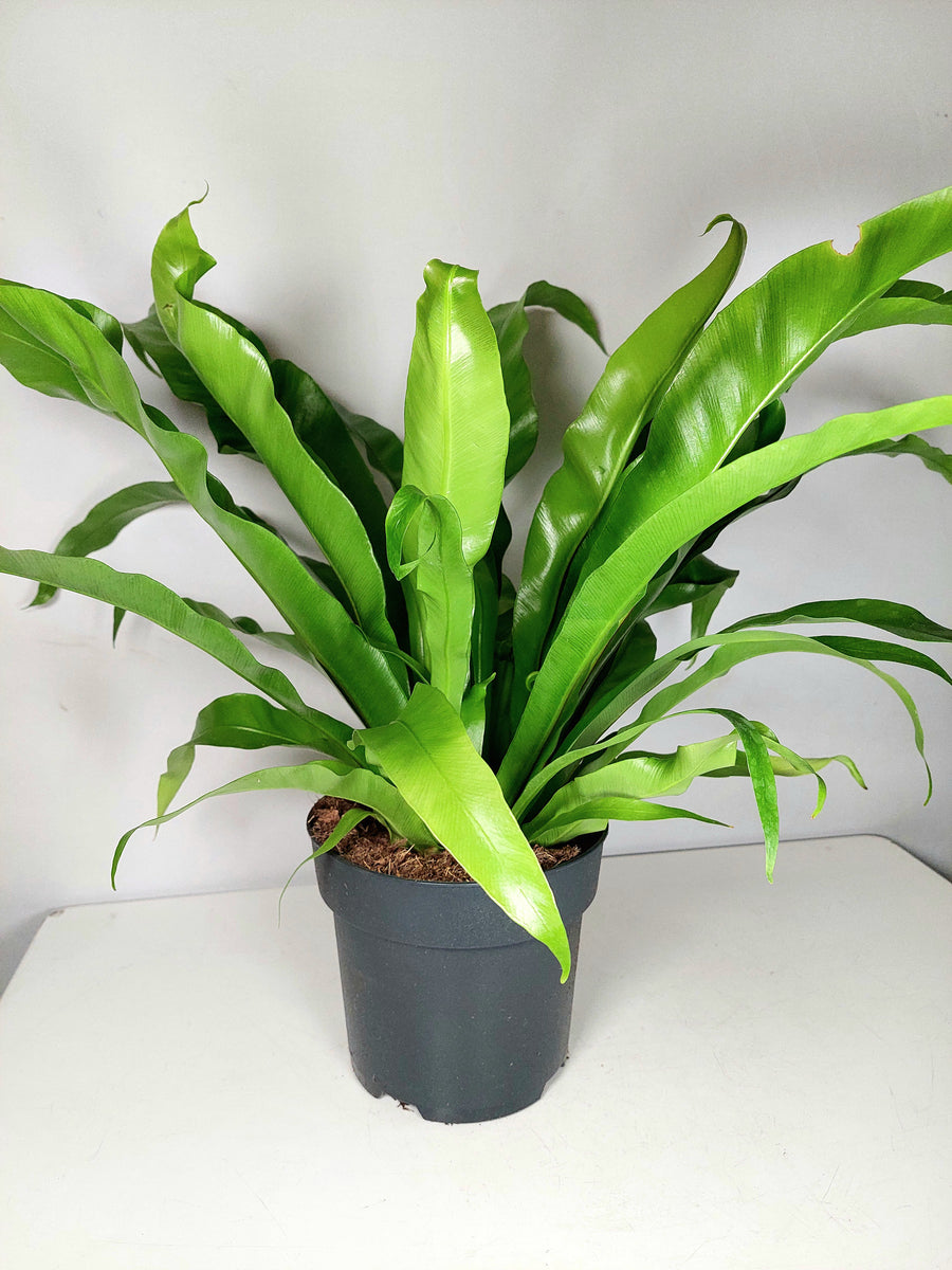 birds nest fern indoor temp Asplenium Antiquum
