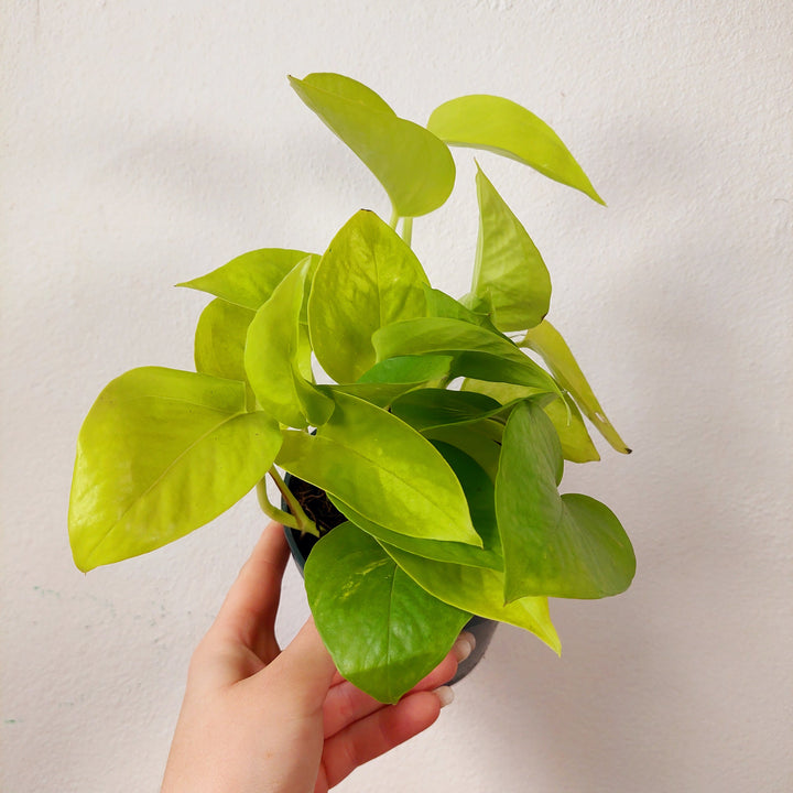 Epipremnum aureum Neon - Neon Pothos