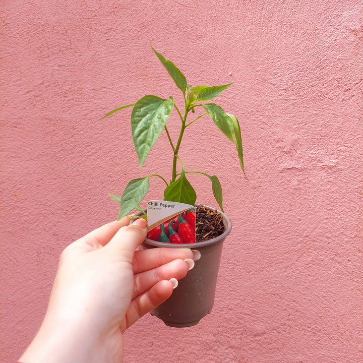 Cayenne Chilli Pepper (Capsicum annuum ‘Cayenne’) – Outdoor Edible Plant