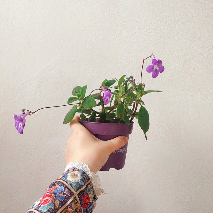 Streptocarpus saxorum – False African Violet