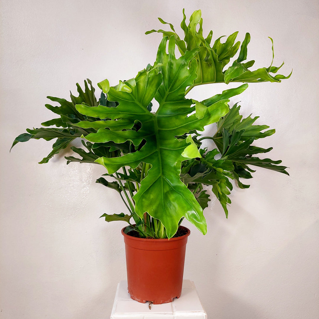 Philodendron Selloum 'hope' -Philodendron bipinnatifidum - Thaumatophyllum bipinnatifidum - Tree Philodendron