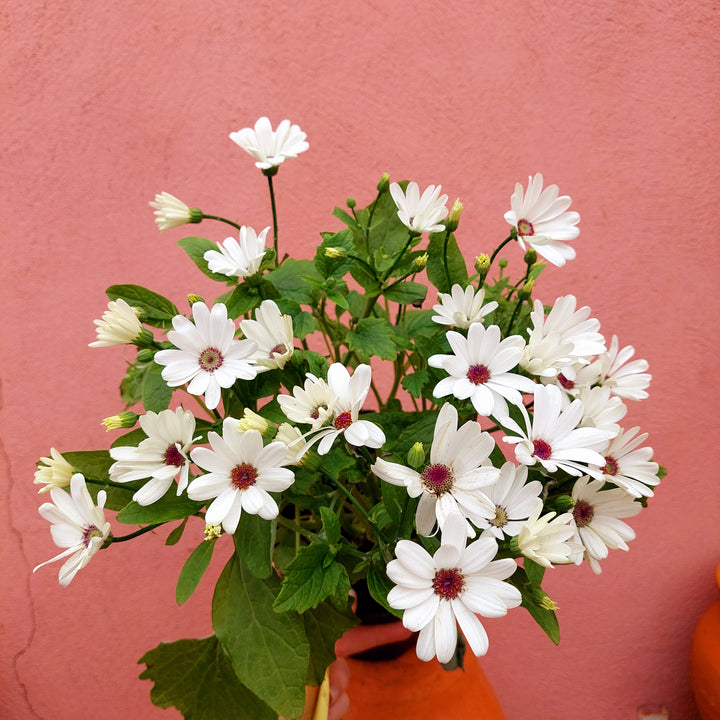 Cineraria Senetti Uk Grown