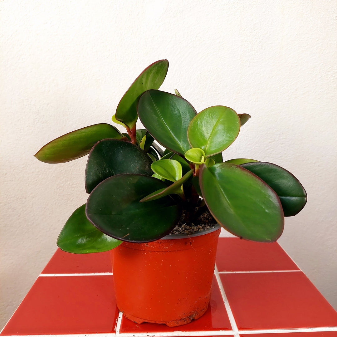 red peperomia succulent Peperomia 'Red Margin'