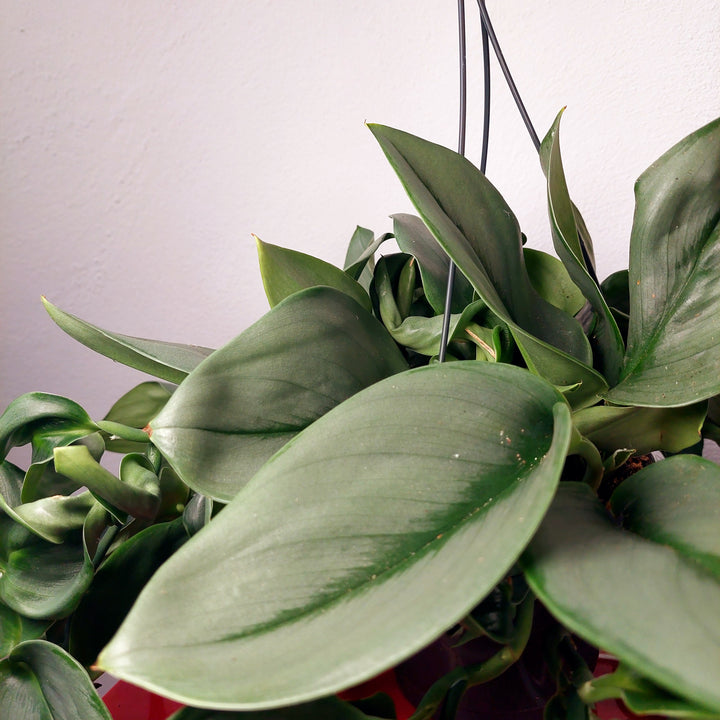 Scindapsus 'treubii' Moonlight