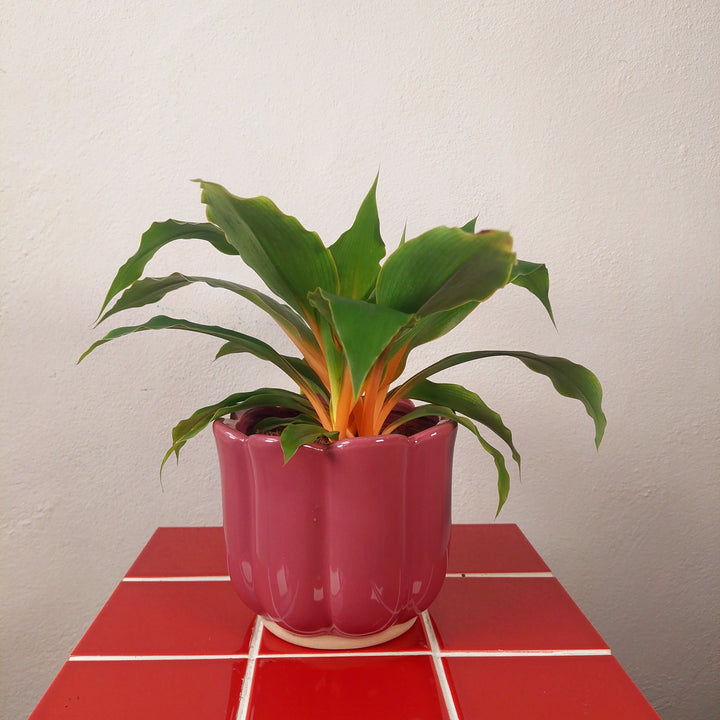 Scalloped Ceramic Plant Pot (Green or Burgundy)