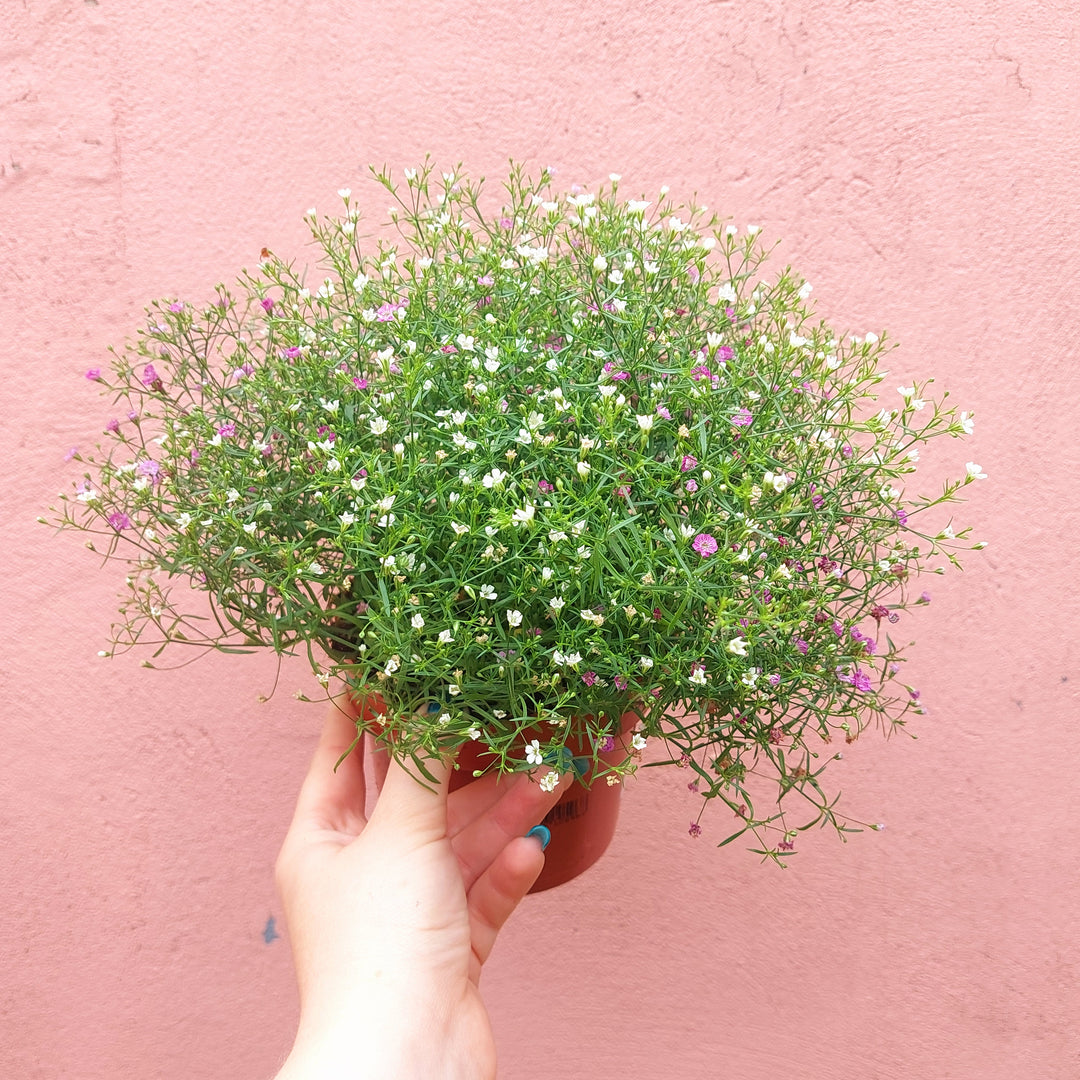 Gypsophila muralis Duo - Baby's Breath