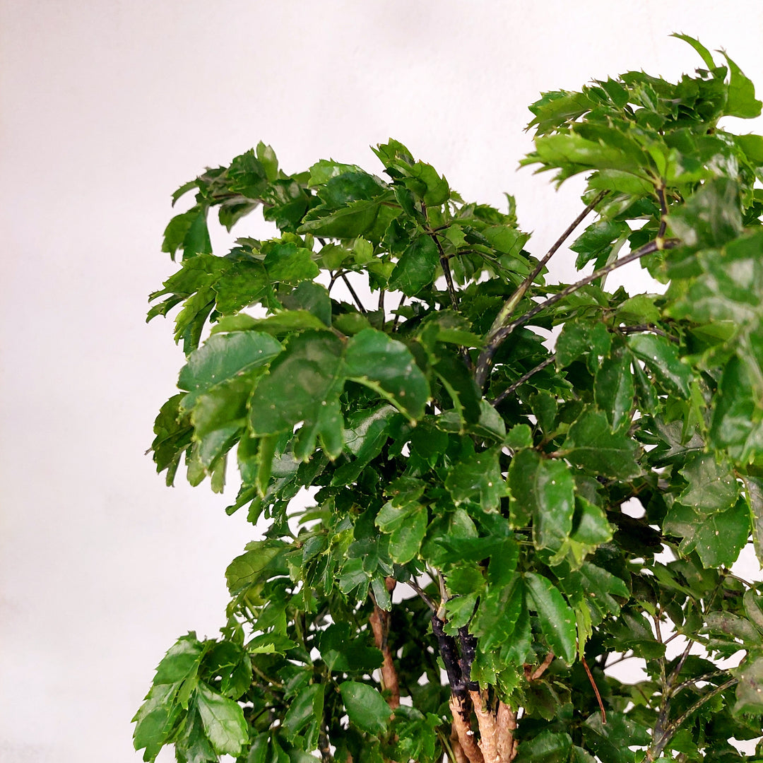 Polyscias ‘Roble’ (Aralia Roble)