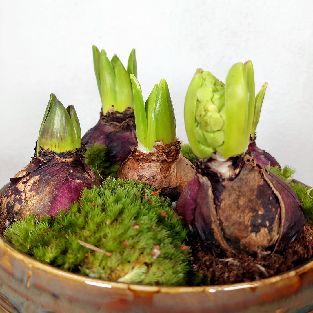 Hyacinth Hera bowl Arrangement