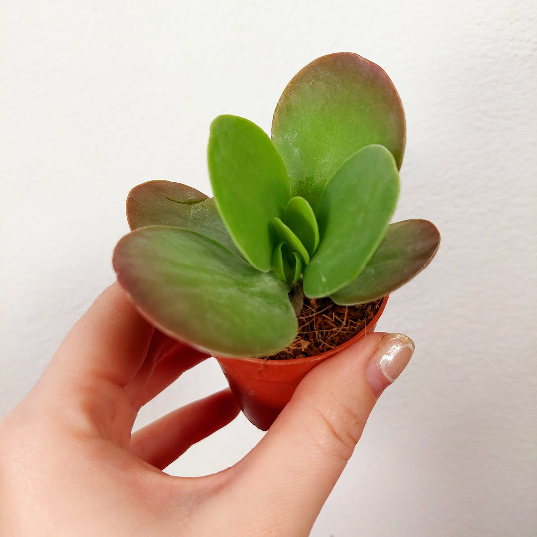 thyrsiflora succulent Kalanchoe thyrsiflora – Paddle Plant Succulent – Plant Studio