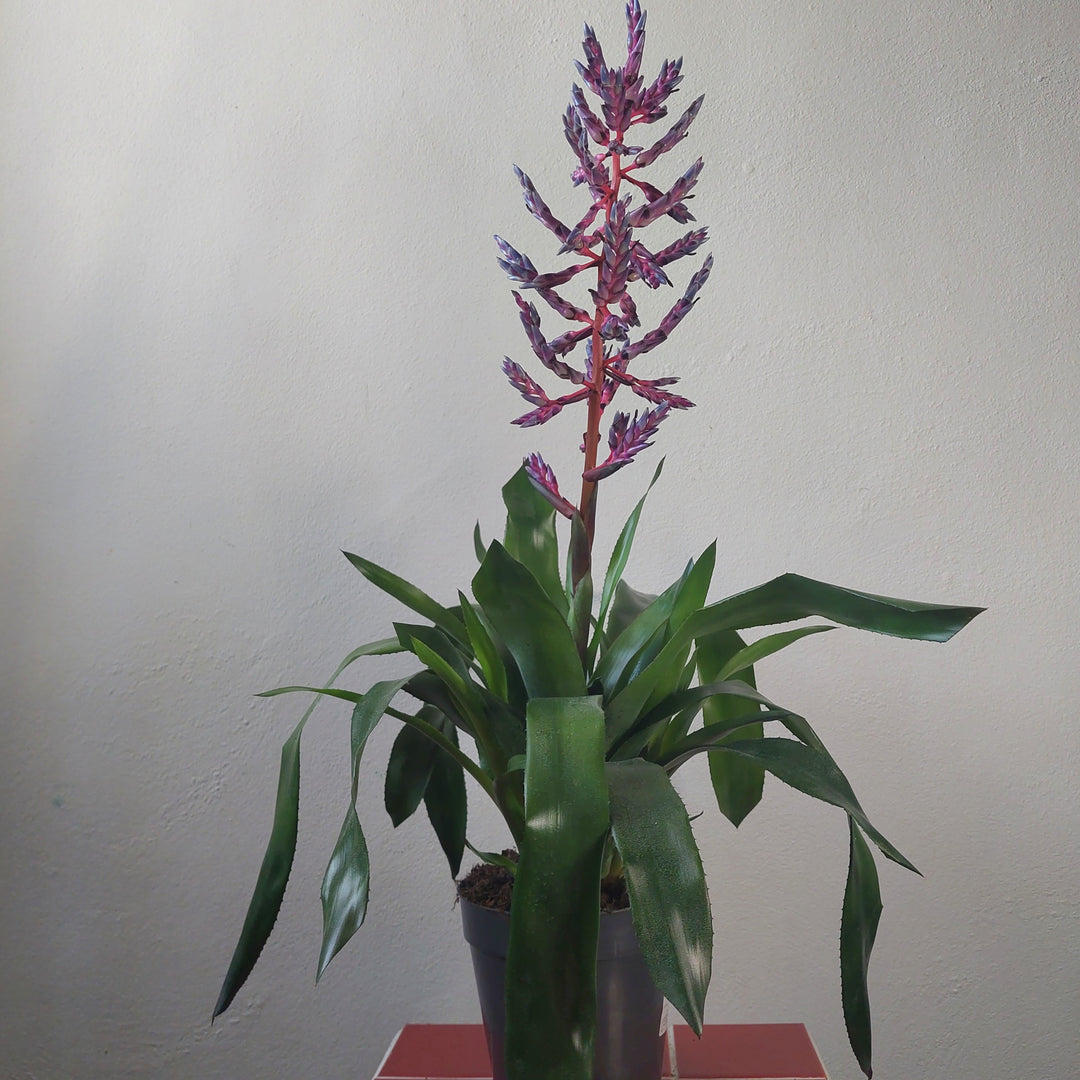 Aechmea Blue Rain