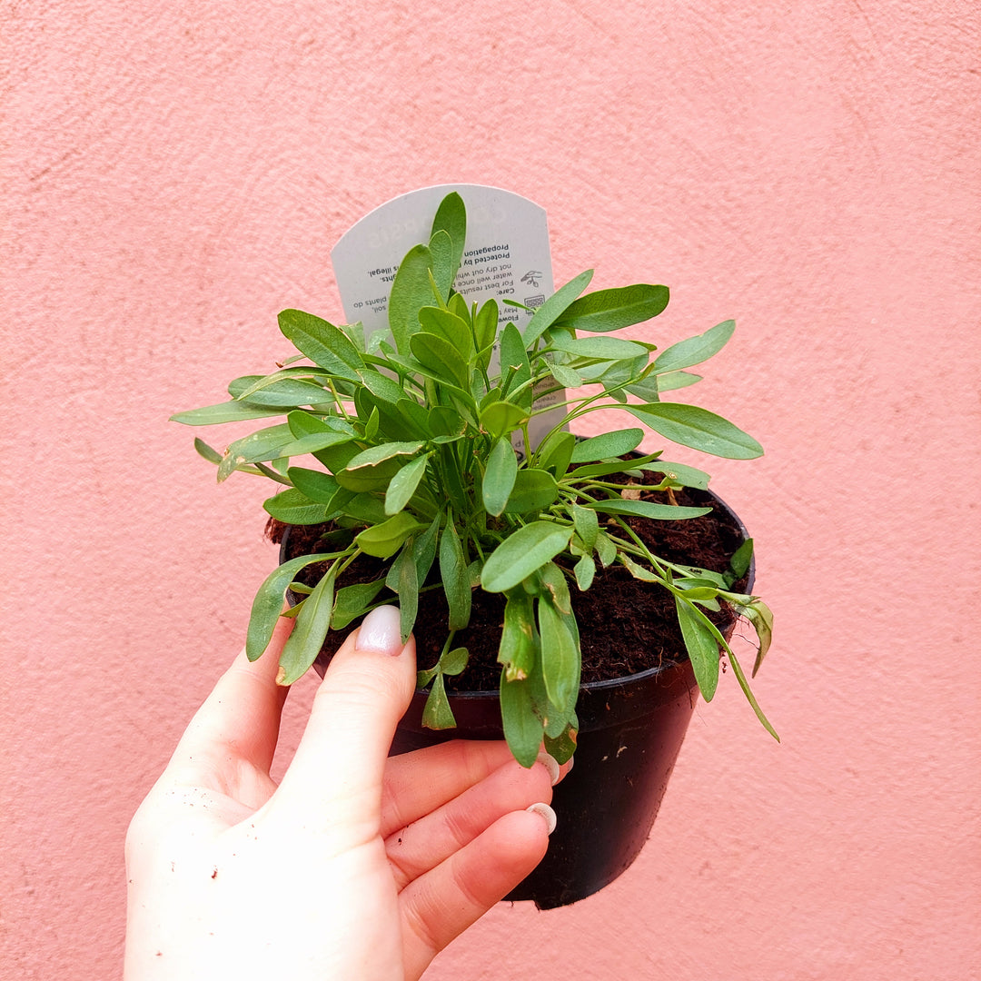 Herbaceous Perennial Lucky Dip