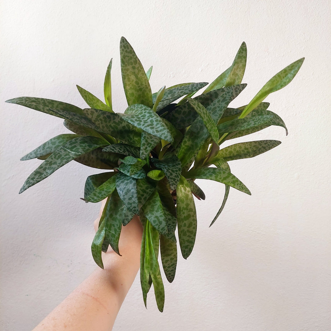 Ledebouria socialis - Silver Squill