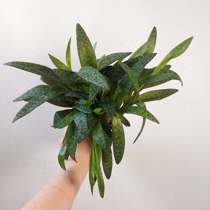 Ledebouria socialis - Silver Squill