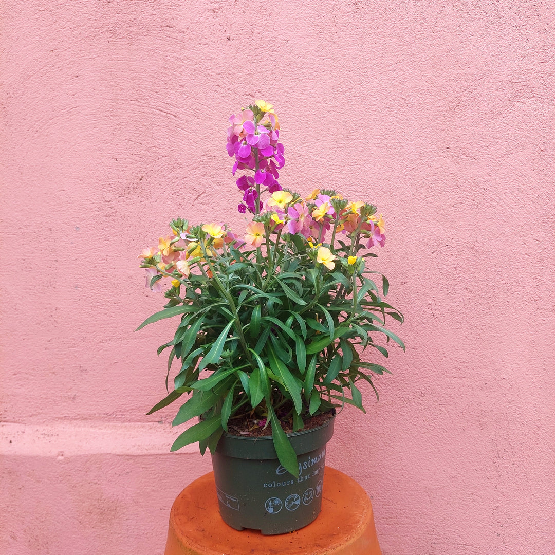 Erysimum Leya Orange Glow - Wallflower