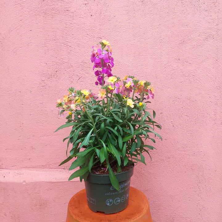 Erysimum Leya Orange Glow - Wallflower