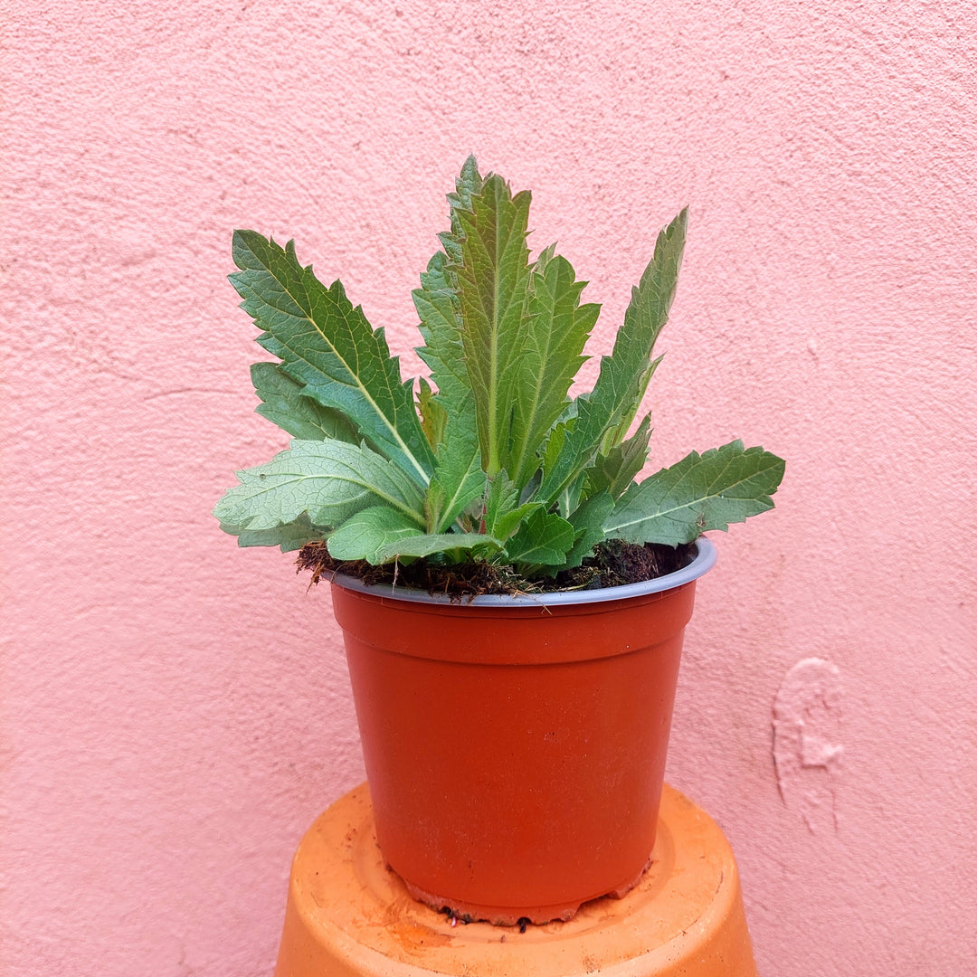Verbena ‘Santos’ – Trailing Verbena (UK Grown)