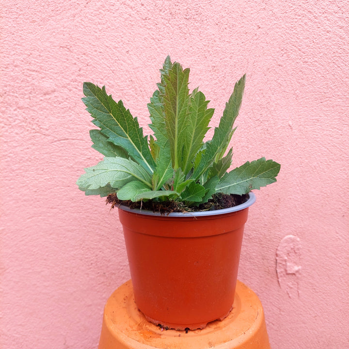 Verbena ‘Santos’ – Trailing Verbena (UK Grown)