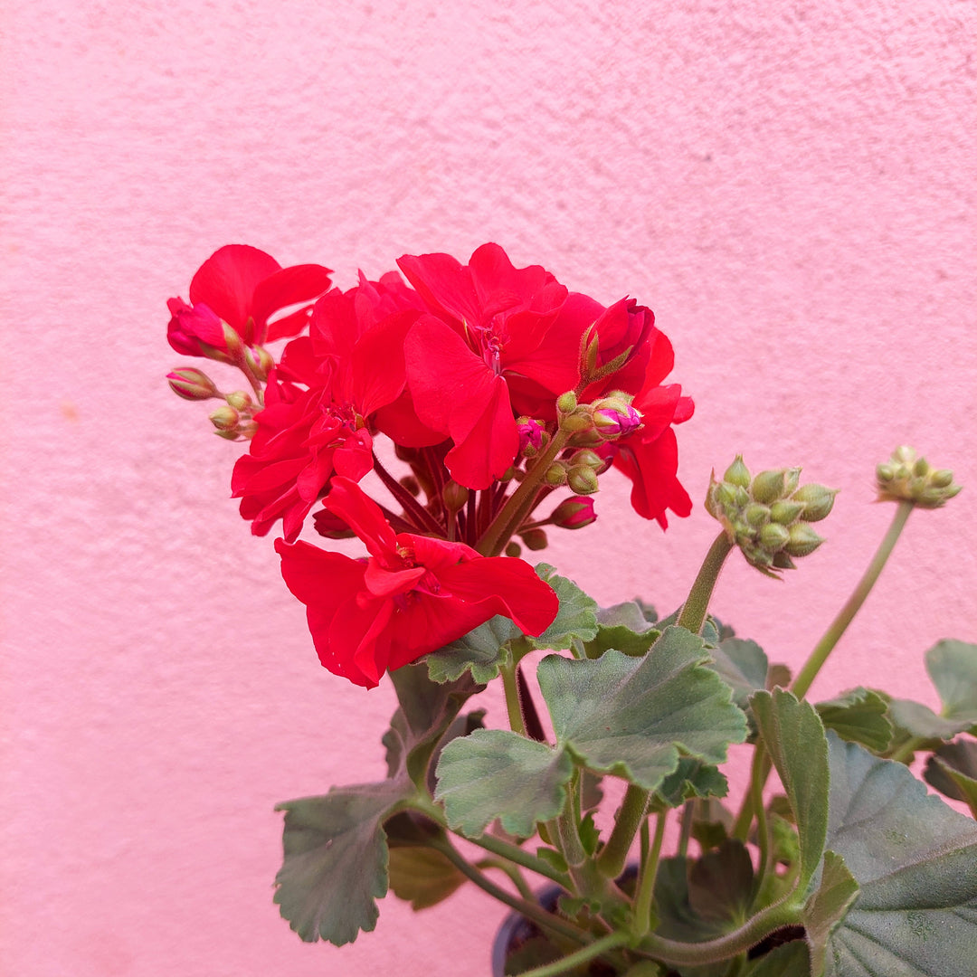 Pelargonium zonale lucky dip – Zonal Geranium