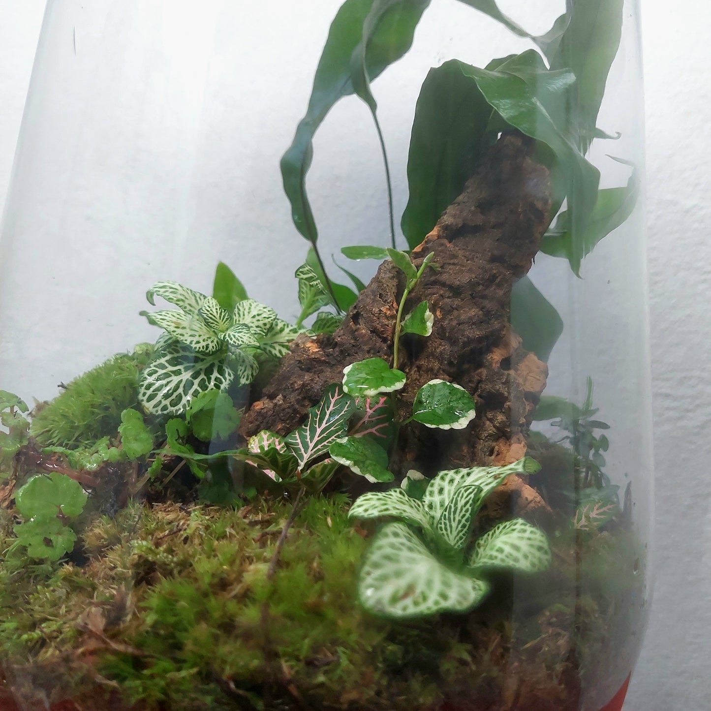 Plant studio Terrarium Wieb