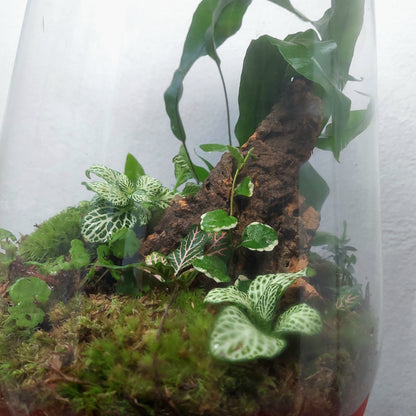 Plant studio Terrarium Wieb