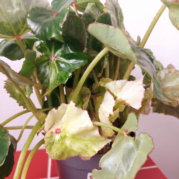 Begonia 'Rouge Variegated'