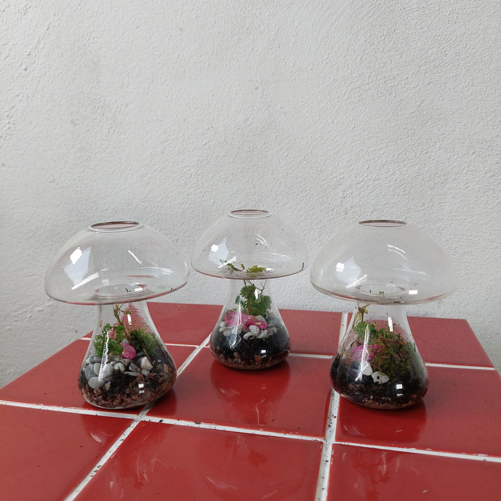 Plant.Studio Glass mushroom Quartz Terrarium