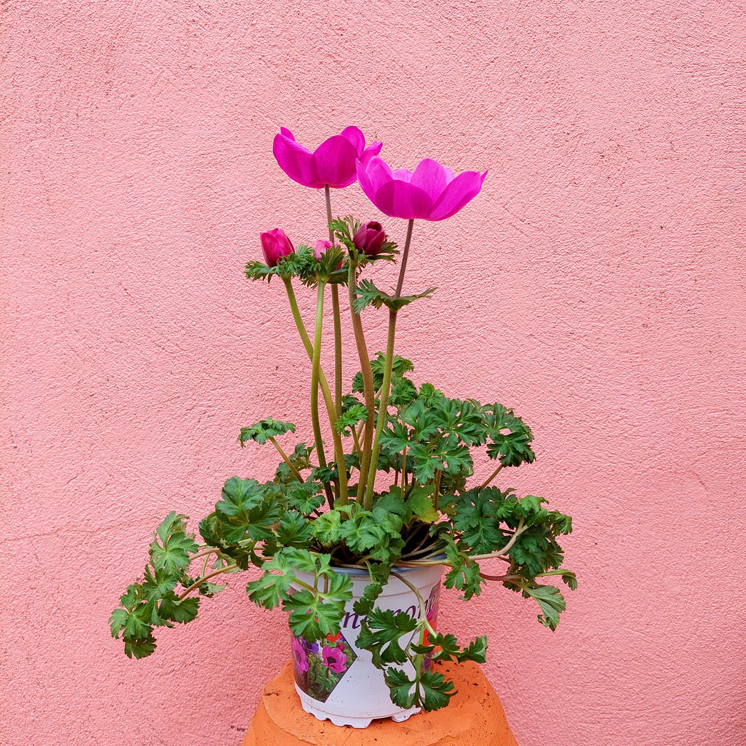 Anemone coronaria ‘Harmony Orchid’