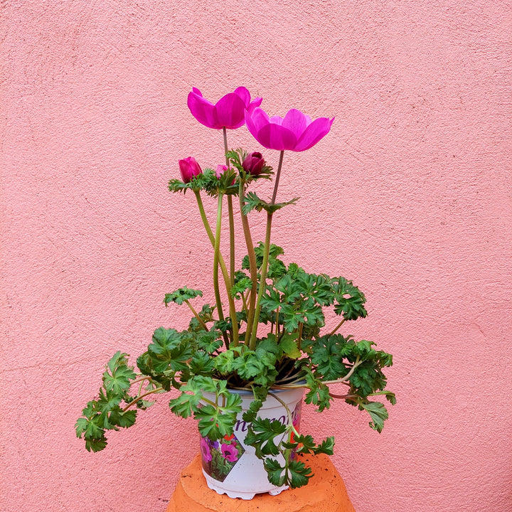 Anemone coronaria ‘Harmony Orchid’