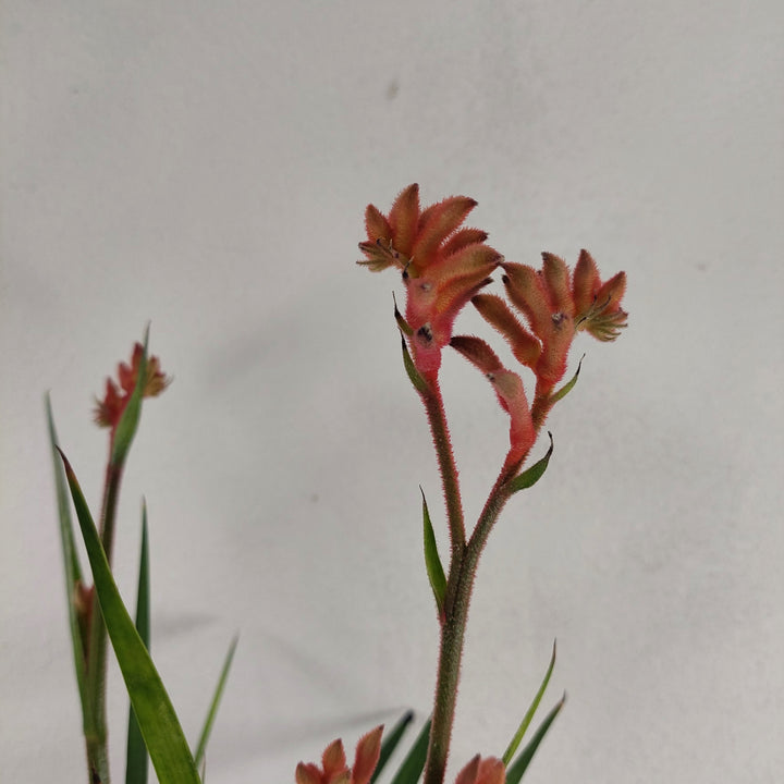 Anigozanthos - Kangaroo Paw