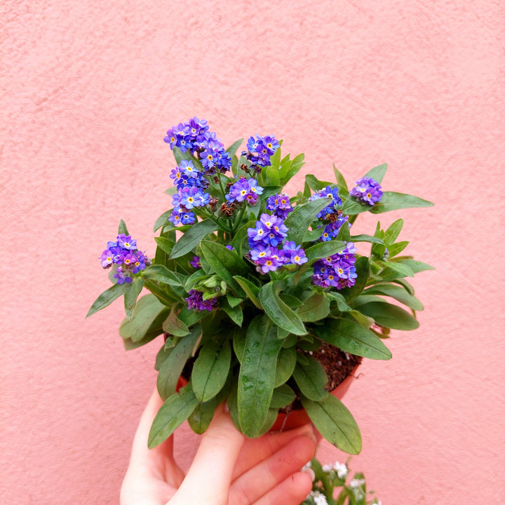 forget me not 'Mon Amie'-Myosotis sylvatica lucky Dip