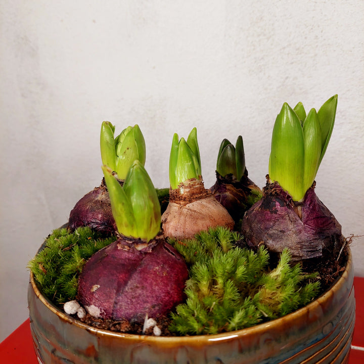 Hyacinth Hera bowl Arrangement