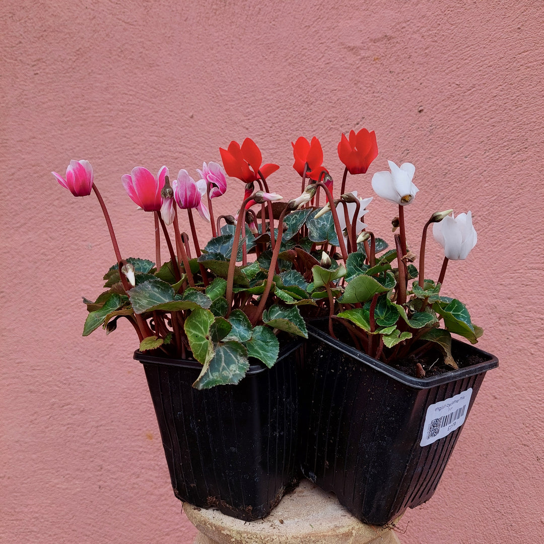 English Cyclamen Mix – Florist’s Cyclamen