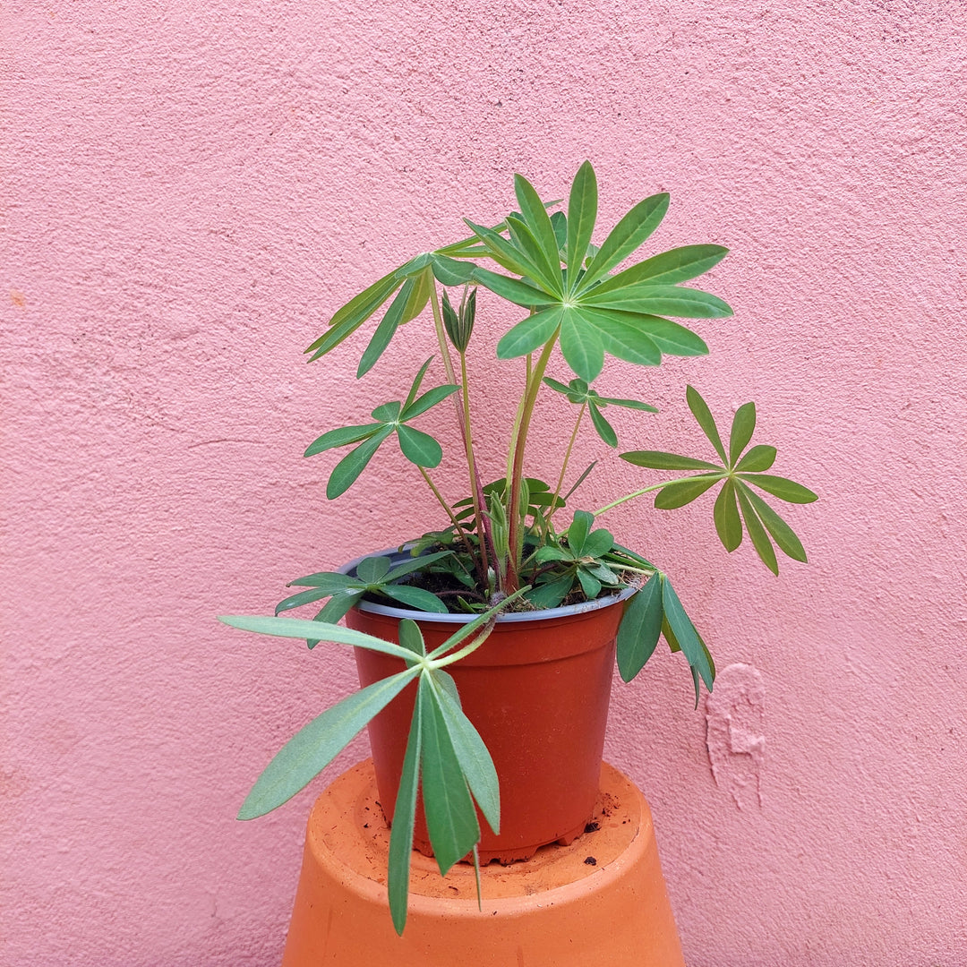 Lupinus lucky dip– Lupin (UK Grown)