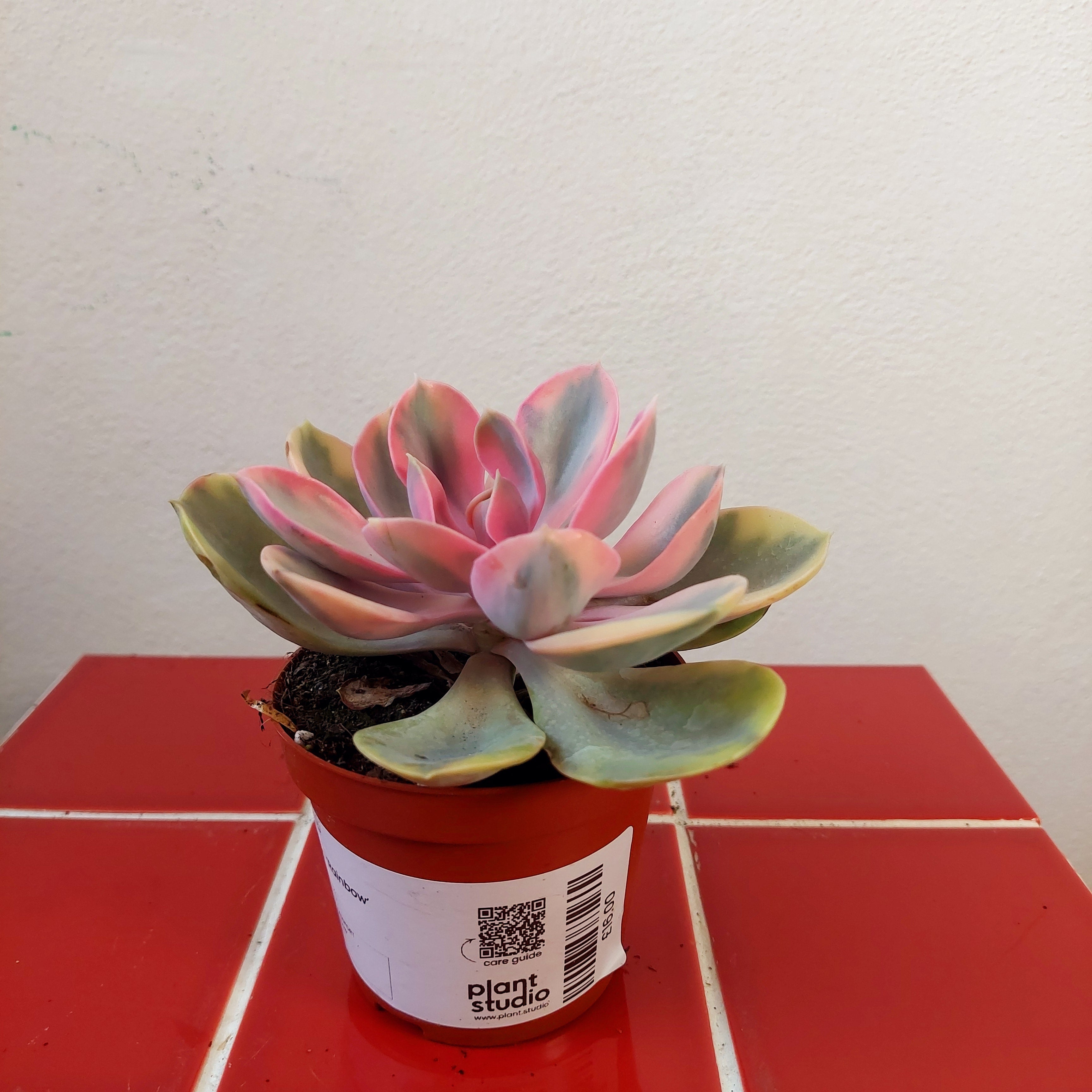 Houseplants