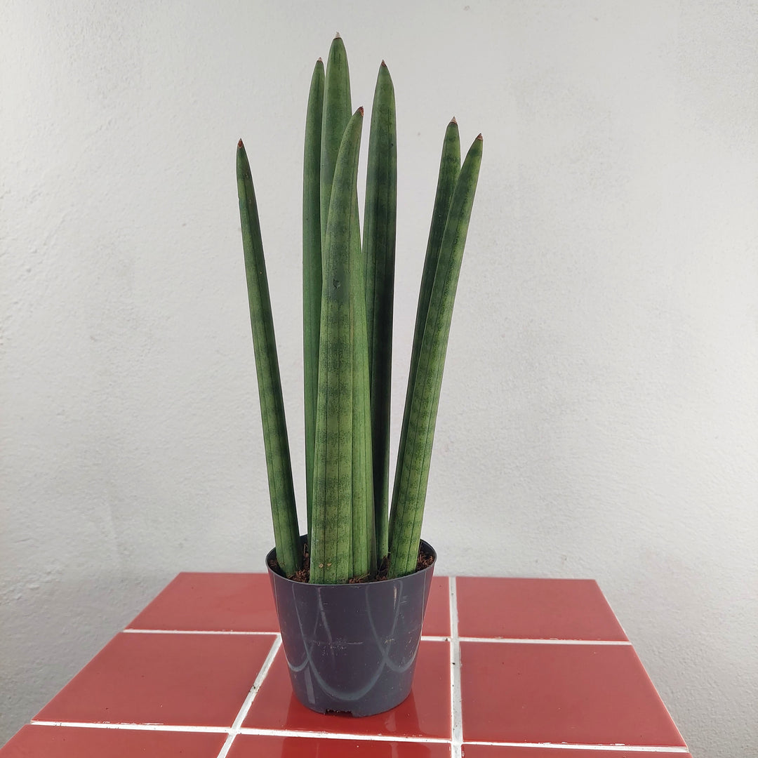Sansevieria cylindrica – African Spear Plant
