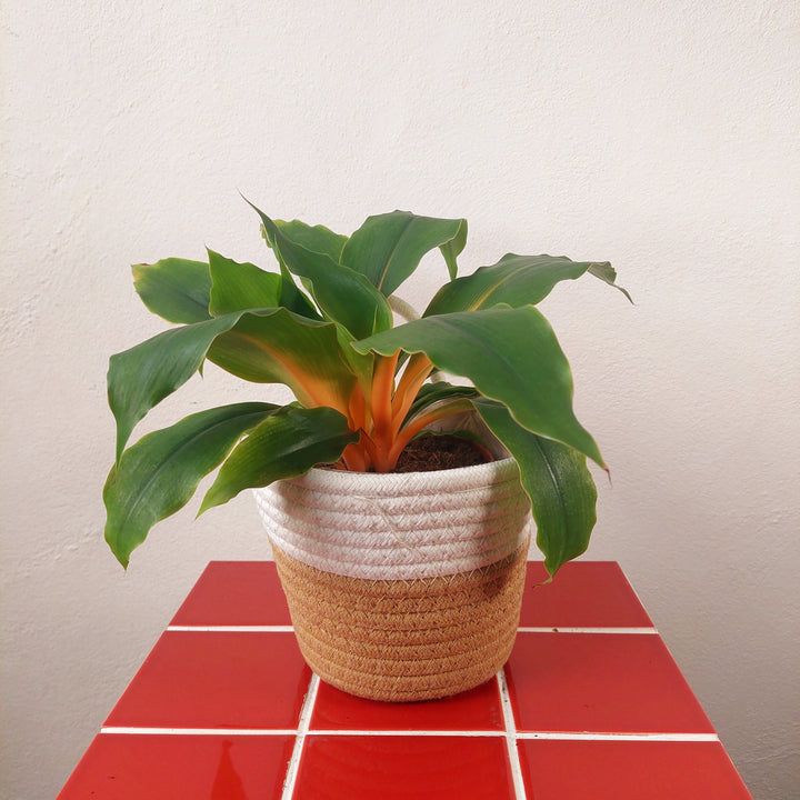Natural Woven Hanging Plant Basket 17cm | Rope Indoor Planter UK