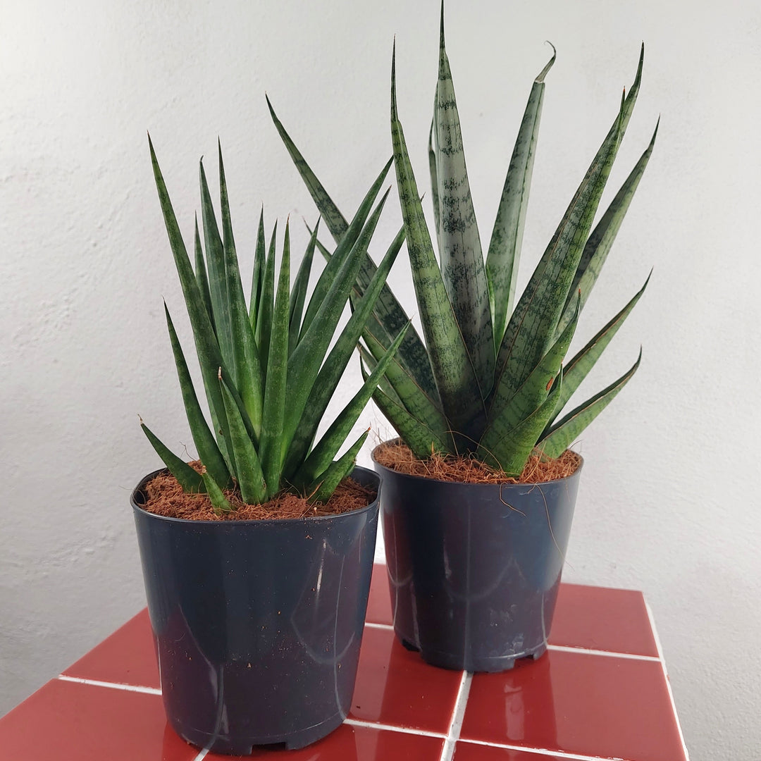 Sansevieria Luxury Mix Lucky Dip